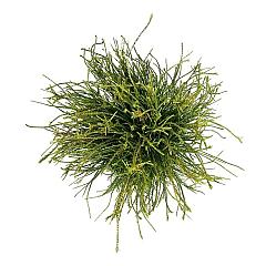 Platycladus or. 'Franky Boy'