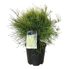Platycladus or. 'Franky Boy'