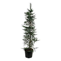 Sequioia sempervires 'Adpressa Aurea'