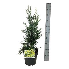 Sequoia sempervirens 'Adpressa'