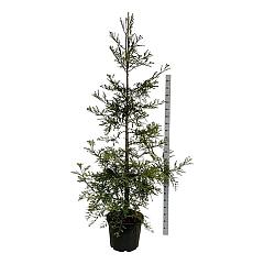 Sequoia s. 'Illa Martin'