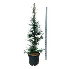 Sequoia sempervirens 'Lightning'