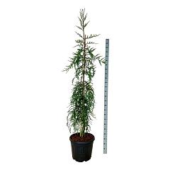 Sequoia s. 'Mount Loma Prieta Spike'