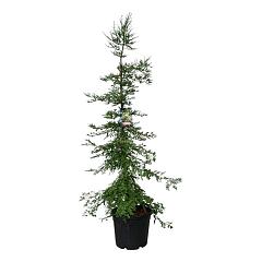 Sequoia sempervirens 'Silver Ghost'