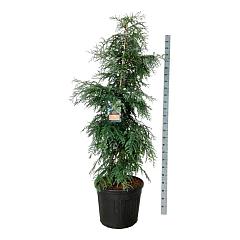 Sequoia sempervirens 'Winter Blue'