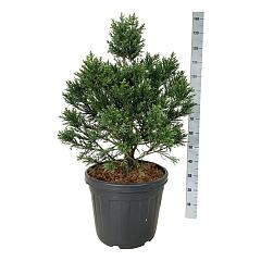 Sequoiadendron g. 'Clayton'