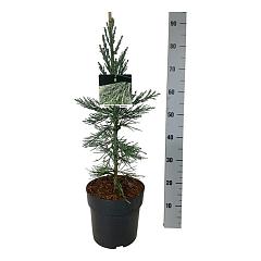 Sequoiadendron g. 'Glaucum'