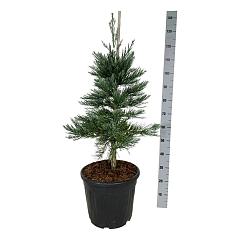 Sequoiadendron g. 'Glaucum'