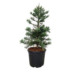 Sequoiadendron g. 'Glaucum'