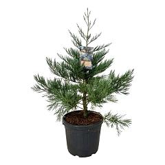 Sequoiadendron g. 'Healty Mammoth One"