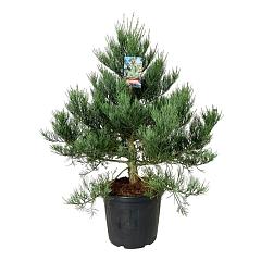 Sequoiadendron g. 'Healty Mammoth One"