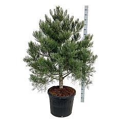 Sequoiadendron g. 'Healty Mammoth One"