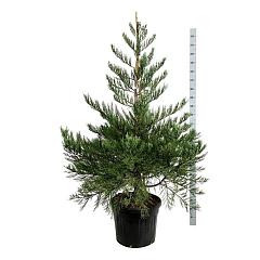 Sequoiadendron g. 'Healty Mammoth One"