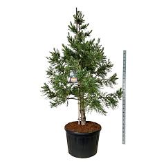 Sequoiadendron g. 'Healty Mammoth One"