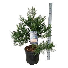 Sequoiadendron g. 'Healty Mammoth Two'