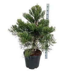 Sequoiadendron g. 'Healty Mammoth Two'