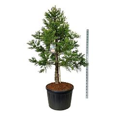 Sequoiadendron g. 'Healty Mammoth Two'