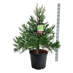 Sequoiadendron g. 'Healty Mammoth Three'