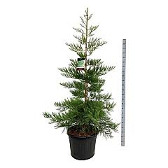 Sequoiadendron g. 'Healty Mammoth Three'