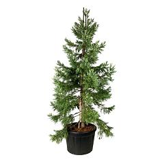Sequoiadendron g. 'Healty Mammoth Three'
