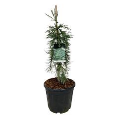 Sequoiadendron g. 'Pendulum'