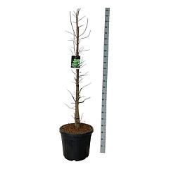 Taxodium distichum 'Pevé Minaret'