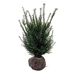 Taxus baccata