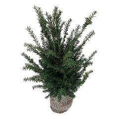 Taxus baccata