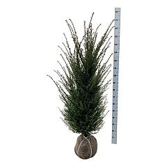 Taxus baccata