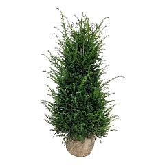 Taxus baccata