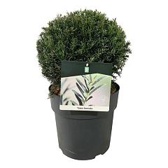 Taxus baccata