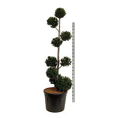 Taxus baccata