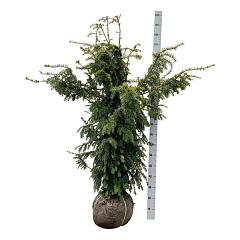 Taxus b. 'Dovastonii Aurea'