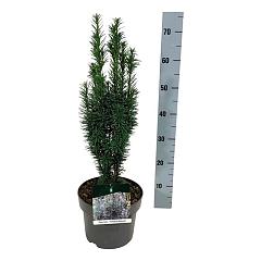 Taxus b. 'Fastigiata Robusta'