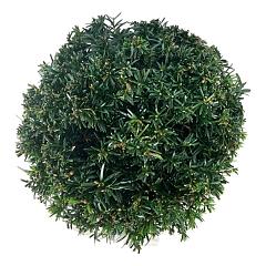 Taxus b. 'Höpken's Gigant'