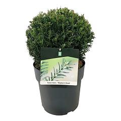Taxus b. 'Höpken's Gigant'