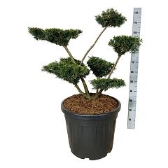 Taxus media 'Farmen'