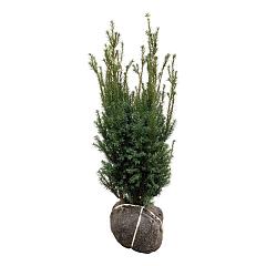Taxus media 'Hicksii'