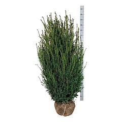 Taxus media 'Hicksii'