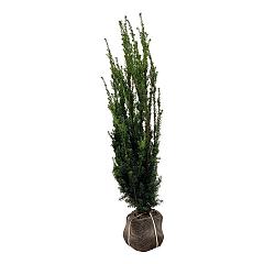 Taxus media 'Hillii'