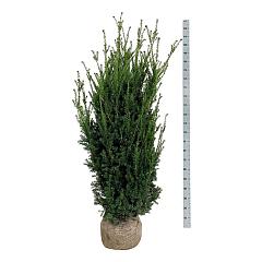 Taxus media 'Hillii'