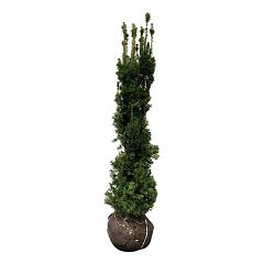 Taxus media 'Viridis'