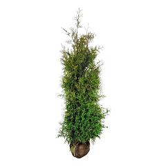 Thuja occ. 'Brabant'