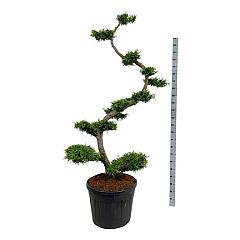 Thuja occ. 'Brabant'