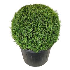 Thuja occ. 'Brabant'