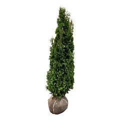 Thuja occ. 'Degroot's Spire'