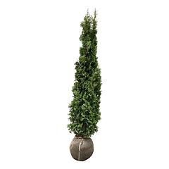 Thuja occ. 'Degroot's Spire'