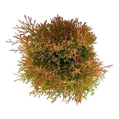 Thuja occ. 'Fire Chief'