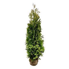Thuja occ. 'Golden Brabant'