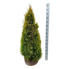 Thuja occ. 'Golden Smaragd'